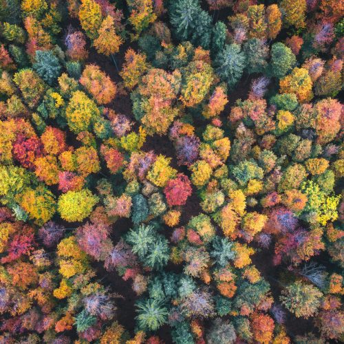 LEC2-330_LEC2-640_Application-Image_Abstract-Trees-Above